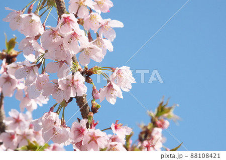 春めき桜の桃色花【青空背景】 春めき桜の桃色花【青空背景】 88108421