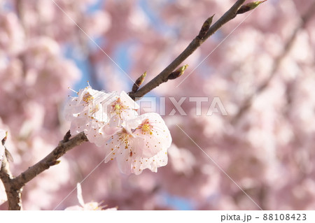 春めき桜の桃色花 春めき桜の桃色花 88108423
