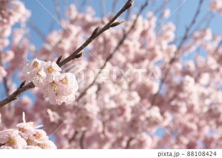 春めき桜の桃色花【青空背景】 春めき桜の桃色花【青空背景】 88108424