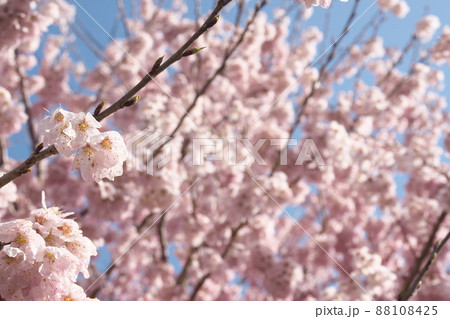 春めき桜の桃色花【青空背景】 春めき桜の桃色花【青空背景】 88108425