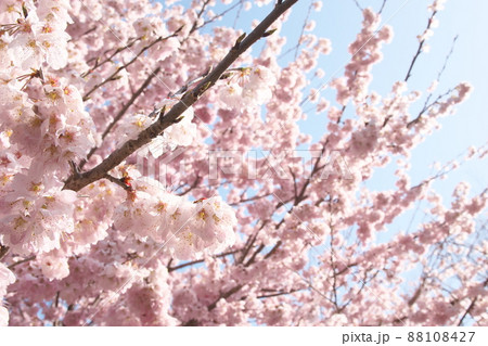 春めき桜の桃色花 春めき桜の桃色花 88108427