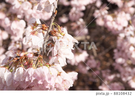 春めき桜の桃色花 春めき桜の桃色花 88108432