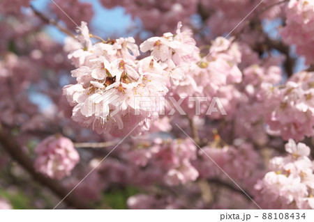 春めき桜の桃色花 88108434