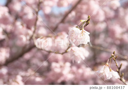 春めき桜の桃色花 春めき桜の桃色花 88108437