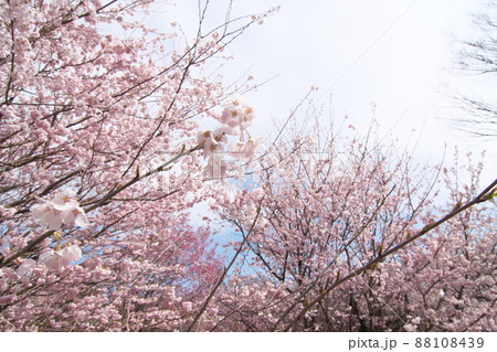 春めき桜の桃色花 春めき桜の桃色花 88108439