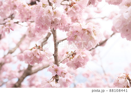 春めき桜の桃色花 春めき桜の桃色花 88108441