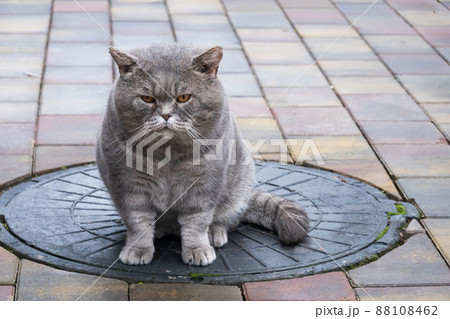 Stray cat on manhole cover Stray cat on manhole cover 88108462