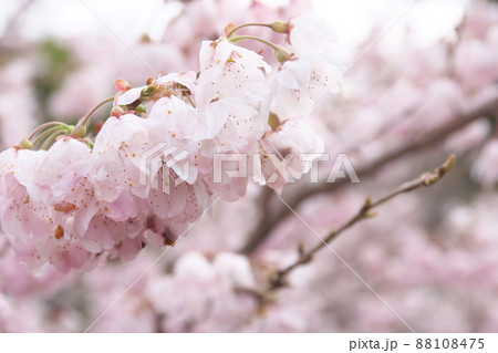 春めき桜の桃色花 春めき桜の桃色花 88108475