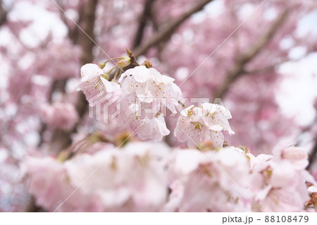 春めき桜の桃色花 春めき桜の桃色花 88108479