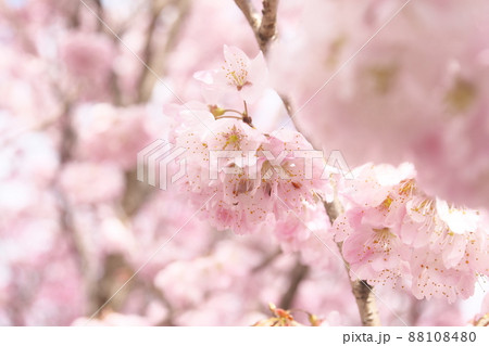 春めき桜の桃色花 88108480