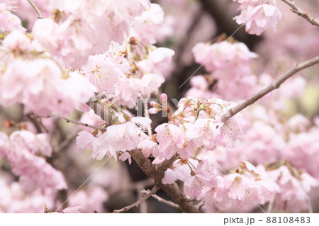 春めき桜の桃色花 春めき桜の桃色花 88108483