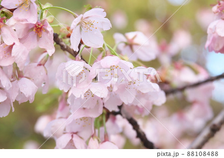 春めき桜の桃色花 春めき桜の桃色花 88108488