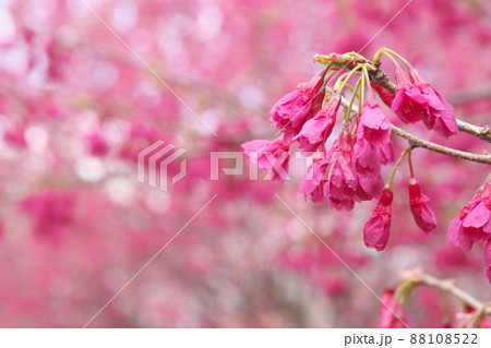 寒緋桜の赤花 寒緋桜の赤花 88108522