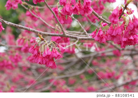 寒緋桜の赤花 寒緋桜の赤花 88108541