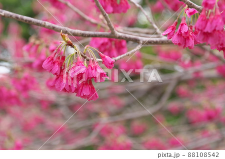 寒緋桜の赤花 寒緋桜の赤花 88108542