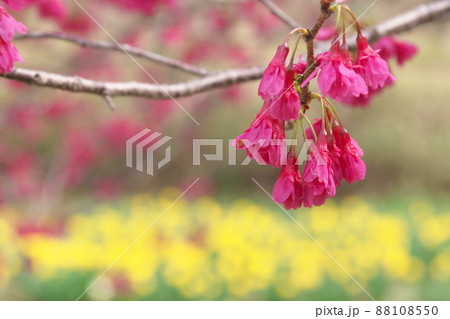 寒緋桜の赤花 88108550