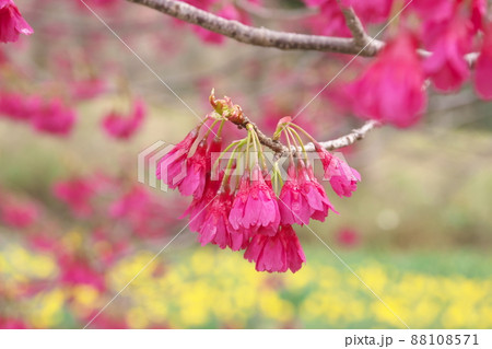 寒緋桜の赤花 寒緋桜の赤花 88108571
