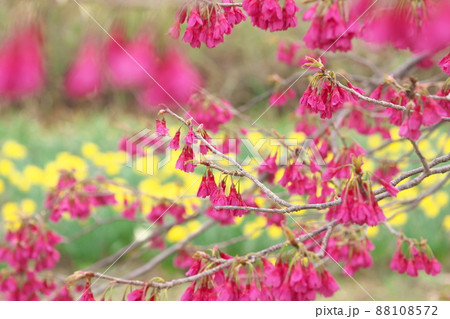 寒緋桜の赤花 寒緋桜の赤花 88108572