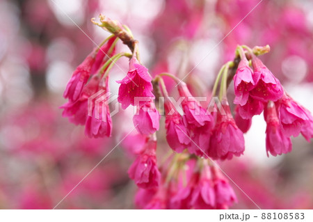 寒緋桜の赤花 88108583