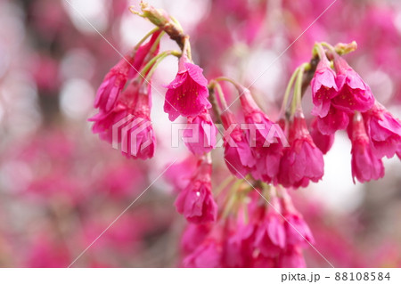 寒緋桜の赤花 寒緋桜の赤花 88108584
