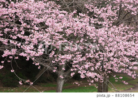 寒桜の桃色花 88108654