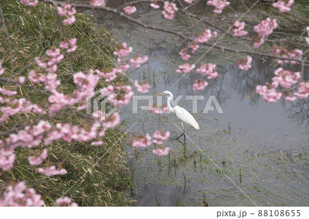 寒桜の桃色花【川背景】 88108655