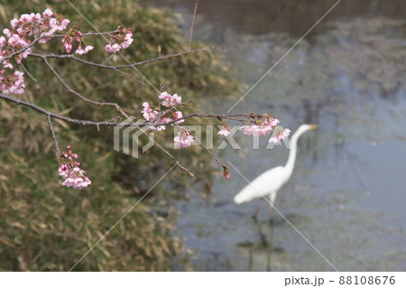 寒桜の桃色花【川背景】 寒桜の桃色花【川背景】 88108676