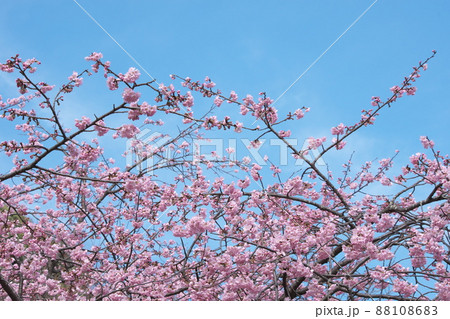 寒桜の桃色花【青空背景】 寒桜の桃色花【青空背景】 88108683