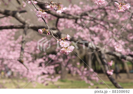 寒桜の桃色花 寒桜の桃色花 88108692