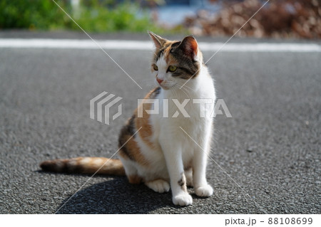 野良猫の可愛い三毛猫妊婦さんの午後 88108699