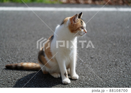 野良猫の可愛い三毛猫妊婦さんの午後 88108700