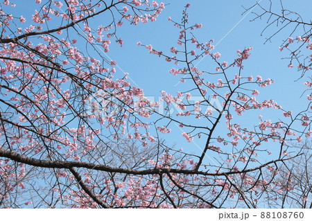 寒桜の桃色花【青空背景】 寒桜の桃色花【青空背景】 88108760