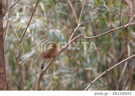 バードウォッチング　ガビチョウ 88108942