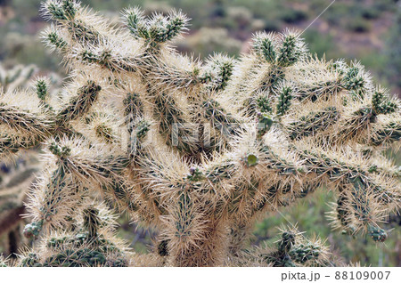 Cholla cactus, Sonora Desert, Mid Summer 88109007