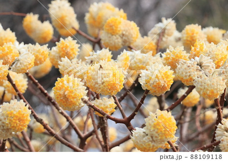 みつまた　三又の花 88109118