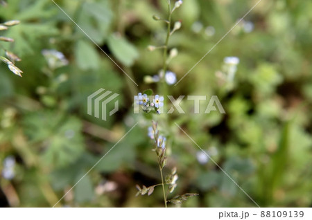 キュウリグサの花 88109139