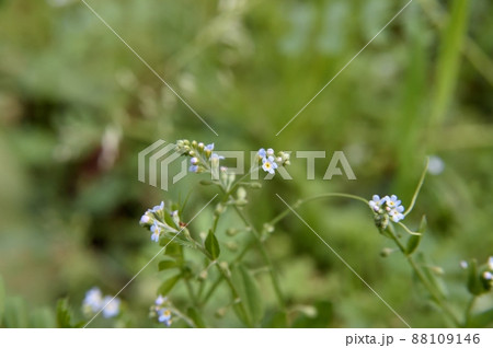 キュウリグサの花 キュウリグサの花 88109146