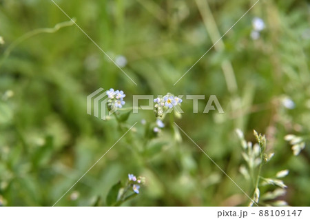 キュウリグサの花 キュウリグサの花 88109147