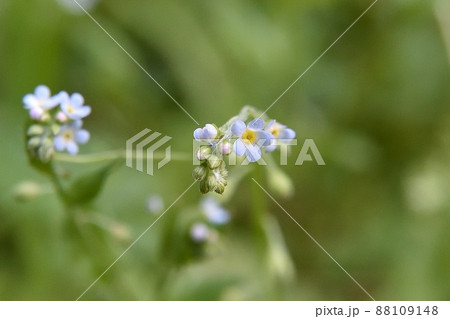 キュウリグサの花 キュウリグサの花 88109148