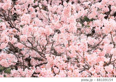 満開の桜 ふんわりの桜 サクラ 開花 春イメージ 満開の桜 ふんわりの桜 サクラ 開花 春イメージ 88109154