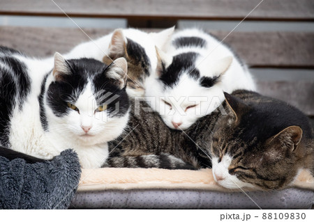 〔福井県・御誕生寺・12月］寒空の中、猫団子陣形を敷く猫たち（土台：風太くん） 88109830