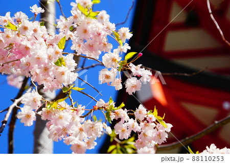 春と枝垂桜 春と枝垂桜 88110253