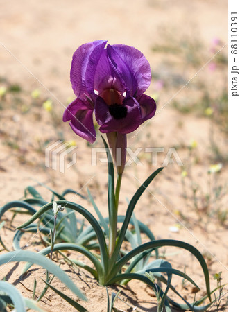 Negev iris or Iris Mariae 88110391