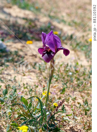 Negev iris or Iris Mariae Negev iris or Iris Mariae 88110392