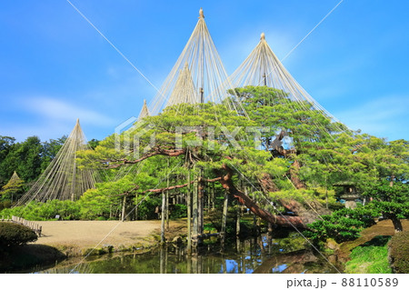 【石川県】晴天下の兼六園　雪吊唐崎松 88110589