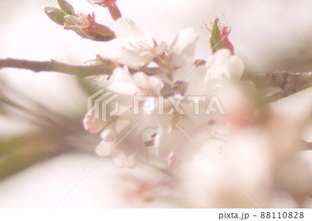 淡く暖かい梅の花 三 淡く暖かい梅の花 三 88110828