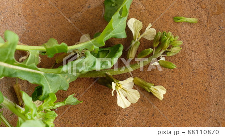 ルッコラの花も食べられる の写真素材