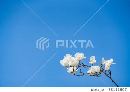 青空に白が際立つ白木蓮の花 青空に白が際立つ白木蓮の花 88111607