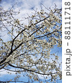 桜 88111718