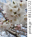 桜 88111722